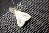 Sitochroa palealis