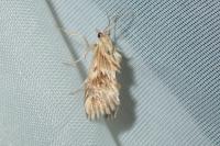 Cynaeda dentalis