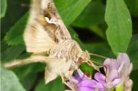 Autographa gamma