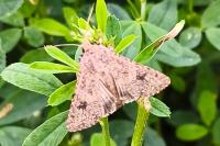 Anarta trifolii