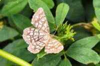 Chiasmia clathrata