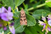 Nomophila noctuella