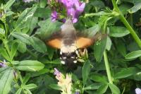 Macroglossum stellatarum