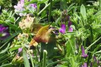 Hemaris fuciformis