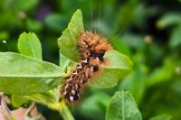 Acronicta rumicis