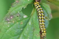 Cucullia scrophulariae