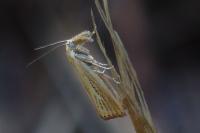 Agriphila straminella