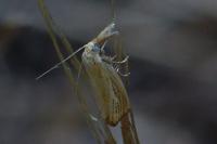 Agriphila straminella