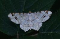 Macaria notata