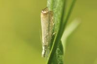 Chrysoteuchia culmella