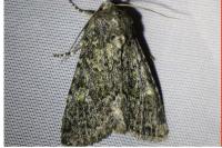 Apamea zeta