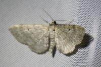 Eupithecia trisignaria