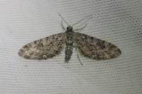 Eupithecia nanata