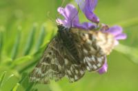 Euclidia mi
