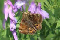 Euclidia glyphica