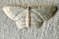 Asthena albulata