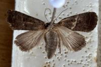 Hoplodrina blanda