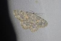 Charissa mucidaria