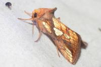 Plusia festucae