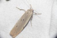 Pelosia muscerda