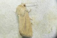 Denticucullus pygmina