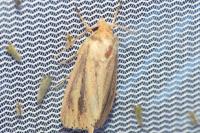 Globia sparganii