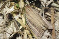 Nonagria typhae