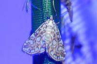 Elophila nymphaeata