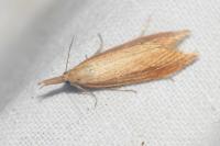 Donacaula forficella