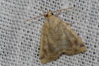 Cosmia trapezina