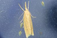 Chilo phragmitellus