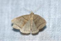 Herminia grisealis