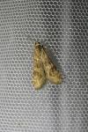 Nomophila noctuella