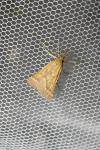 Synaphe punctalis