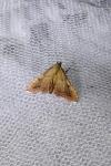 Endotricha flammealis
