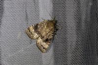 Amphipyra pyramidea
