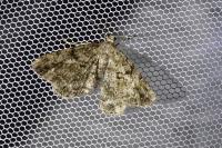 Peribatodes rhomboidaria rhomboidaria
