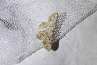 Charissa mucidaria