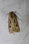 Agrotis exclamationis exclamationis