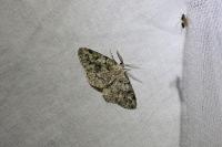 Cleorodes lichenaria