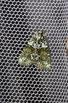 Cryphia algae