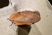 Gastropacha quercifolia