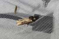 Axylia putris