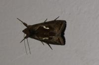 Macdunnoughia confusa