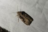 Xestia c-nigrum