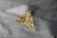 Eremobia ochroleuca
