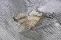 Macaria alternata