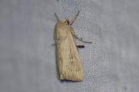 Leucania obsoleta