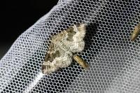 Epirrhoe alternata