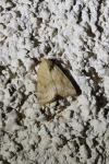 Cosmia trapezina
